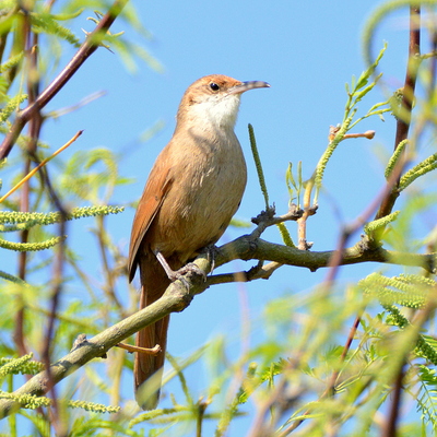 Thrush-Like Wren (2)